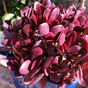 多肉植物好养紫蝶老桩多肉盆栽高档老庄植物大株超大特大稀有品种