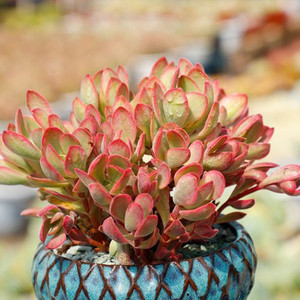 云南多肉植物基地精品朝霞锦多肉植物进口贵货紫米粒群生大株老桩