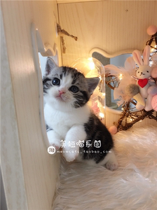 美短喵乐园 赛级cfa美短猫虎斑加白起司猫咪赛级dd 粉鼻通脖