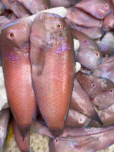 潮汕海捕新鲜深海红鹦哥莺歌鹦鹉鱼马头鱼隆头鱼500g广东四份包邮