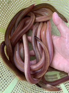 血鳗 潮汕新鲜鲜活水产 鲜活鳗鱼 本地直发红鳗广东省可活发