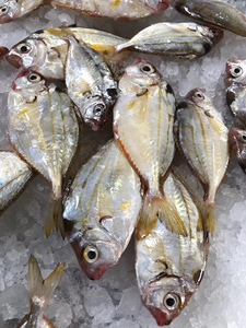 本港油叶鱼金钱花潮汕海捕煲汤小海鱼汤鲜美树叶仔金钱鱼花