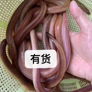 血鳗 潮汕新鲜鲜活水产 鲜活鳗鱼 本地直发红鳗广东省可活发