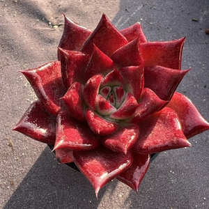 卡宴多肉一物一拍  精品红色东云系多肉植物【雪狼多肉】