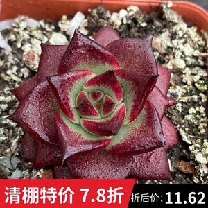 红骑士多肉 罗宾杂精品多肉植物一物一拍【雪狼多肉】