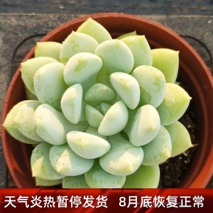 玉如意多肉植物一物一拍 精品多肉植物【雪狼多肉】