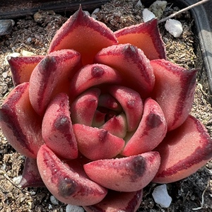 血罗多肉植物一物一拍【雪狼多肉】