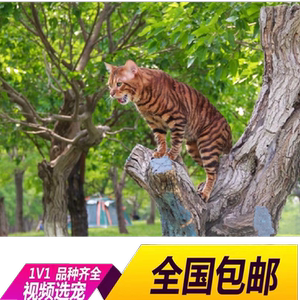 玩具虎猫幼崽豹猫老虎猫幼猫虎纹猫咪山东宠物猫活物田园猫包邮