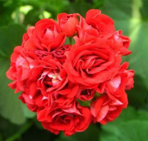 禾沐园艺家 红碗 直立天竺葵 花园阳台窗台开花盆栽植物