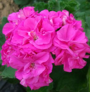 禾沐园艺家 直立天竺葵 愉悦的劳拉 阳台窗台庭院开花盆栽植物