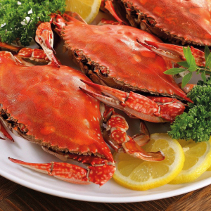 威海野生鲜活梭子蟹超大飞蟹赤甲红海鲜水产大母蟹母5-7两空运