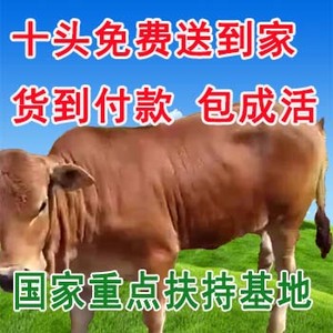 3-6个月肉牛犊活体 200-300斤西门塔尔牛 纯种 杂交改良小黄牛
