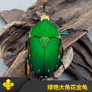 绿艳大角花金龟(土瓜达花金龟) 成虫&幼虫 四方虫业-甲虫宠物