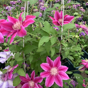 旭裳花卉 铁线莲锦 玫红色条纹 日本新品当年苗庭院阳台藤本花卉