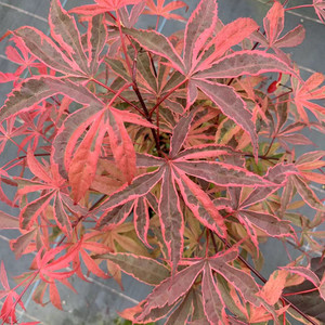 红枫枫树盆栽  希拉蕊琥珀鬼赤鸭立泽春雨盆景庭院花园观叶植物