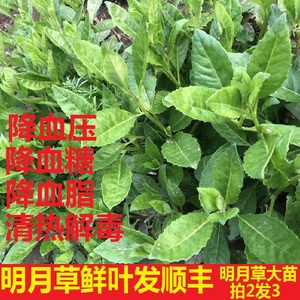 降糖草苗 救命草神仙草平卧菊白背三七降彡高 明月草胰岛树苗包邮