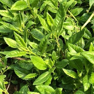 明月草叶降糖草降压草长寿草泰国仙草盆栽苗白背三七降糖茶救命草