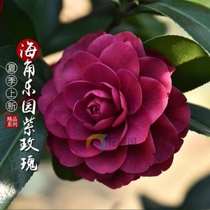 进口茶花
