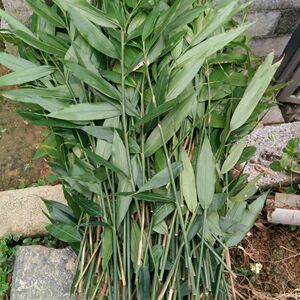 香姜枝叶 新鲜山姜兴茶姜三姜生姜广西草果 特香姜新鲜姜血肠调料