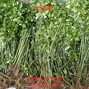 肥猪菜