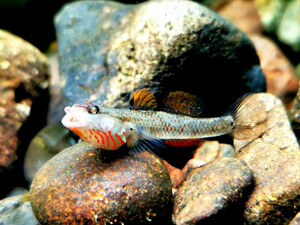 练手稀有原生冷水鱼小型淡水白面溪流吻虾虎鱼好养耐活热带观赏鱼