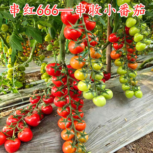 串收番茄种子特色串红西红柿种籽樱桃番茄圣女果四季蔬菜串红666
