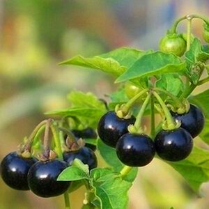 龙葵种子 野生龙葵种籽 黑悠悠黑幽幽黑黝黝野生浆果四季盆栽包邮