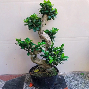 小叶金钱榕树盆景老桩8字s造型摇钱树招财树绿植客厅庭院室内盆栽