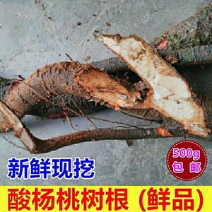 野生新鲜酸杨桃根 酸杨桃根 酸杨桃树根 现挖 酸五敛子根