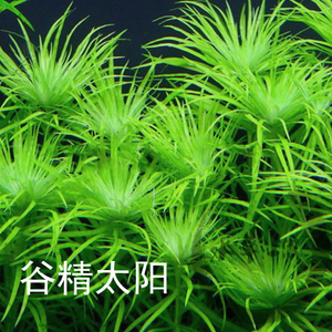 【水草江湖】谷精太阳(1支 古精太阳水草水中叶 草缸中后景