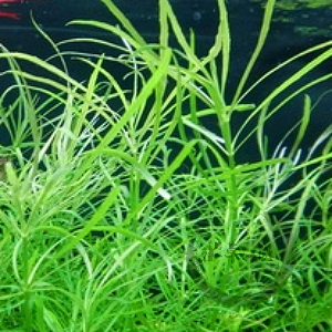 【水草江湖】日本百叶草 自养水下叶 草缸造景后景草 有茎草