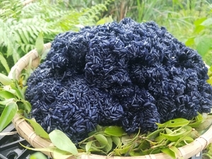 贵州特产乌米饭手工糯米饭即食黑米饭乌树叶饭南烛叶饭满3斤包邮