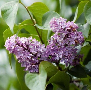 嫁接紫丁香树苗 紫贵人 淡紫丛生丁香植物花苗庭院室内绿化工程苗