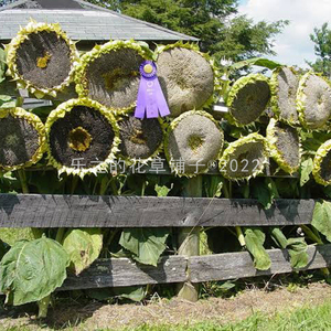 进口大型可食用向日葵种子 蒙古巨人 四季耐热新手阳台盆栽庭园