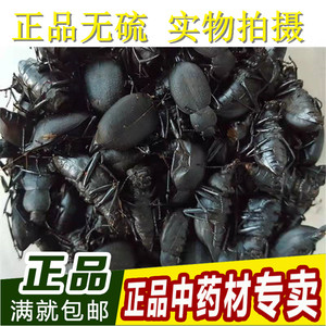 中药材地胆虫九龙虫 地胆酒泡 100克新货包邮