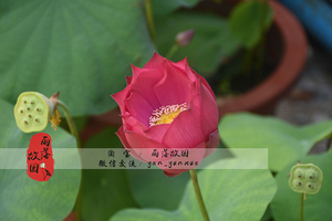 【中国红·上海】中型荷花 真碗莲水培莲花种藕雨落故园盆栽花卉