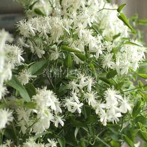 谢谢小花 圆锥铁线莲 铜脚威灵仙多年生丰花爆花攀援爬藤盆栽植物