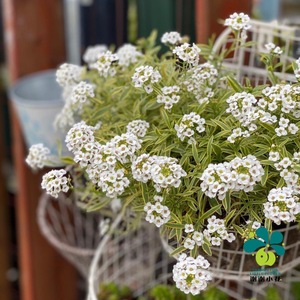 谢谢小花 花叶白花香雪球 金边 丰花 多年生耐寒耐热花卉盆栽植物