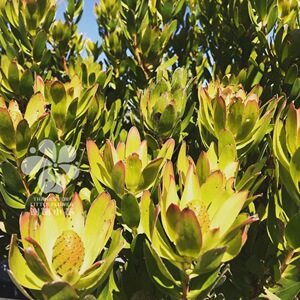 谢谢小花 南非木百合 进口趣味木本 鲜花干花 多年生耐热盆栽植物