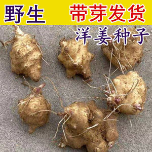 带芽洋姜种子鬼子姜种籽种植苗野生蔬菜姜不辣跟 菊芋腌泡菜包邮
