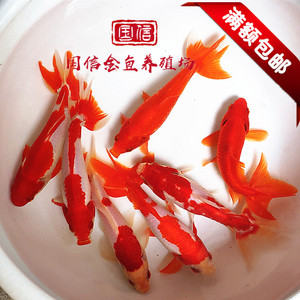 双尾风水鱼蝶尾和金观赏鱼全红草金俯看池养金鱼易活耐养冷水鱼