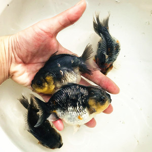 虎纹五花狮子头金鱼短尾元宝狮观赏鱼麒麟元宝狮冷水鱼易活耐养