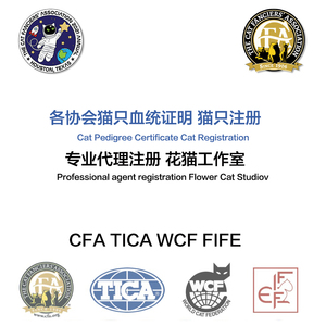 cfa猫证书