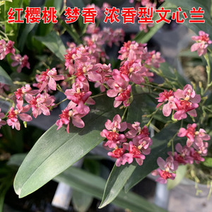 兰花洋兰跳舞兰迷你香水文心兰苗室内花卉盆栽浓香冬季带花发货