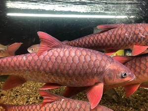 翌然水族 tembat哥拉巴拉 马脸 吉罗鱼 红吉罗 蓝吉罗 金吉罗