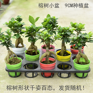 榕树盆景老桩树桩常绿园艺绿植室外花卉盆栽绿植六月雪造型盆栽