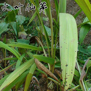正品云南地道中草药材 大地棕 猴子背巾 竹灵芝种苗 野生大叶仙茅