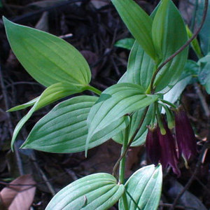 云南中草药养身 种植 看病抓药 民间医药 药材种苗 野生狗尾巴参