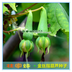 金丝指葫芦种子和苗 华佗豆爬藤花卉中草药材阳台盆栽好养 满包邮