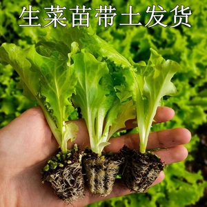 生菜苗盆